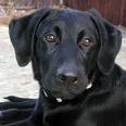 Black Lab