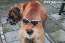 Dog With Glasses